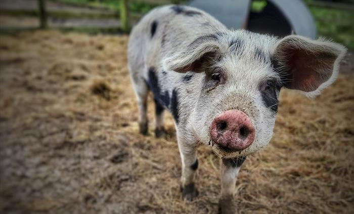 Meet our many friendly animals